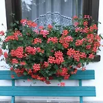 Nigritella * ファルカーデ