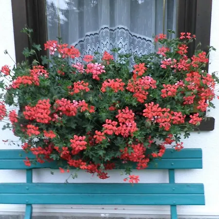 Nigritella * Фалькаде