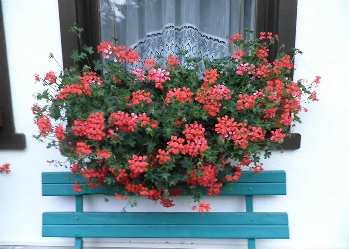 Nigritella * Falcade